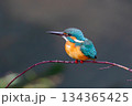 カワセミ 134365425