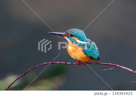 カワセミ カワセミ 134365425