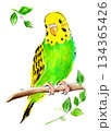 枝にとまるセキセイインコの水彩イラスト 134365426
