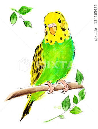 枝にとまるセキセイインコの水彩イラスト 枝にとまるセキセイインコの水彩イラスト 134365426