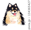 にっこり笑顔の黒いふわふわ犬の水彩イラスト 134365427