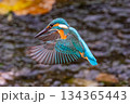 カワセミ ホバリング 134365443