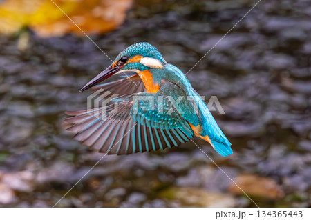カワセミ ホバリング 134365443