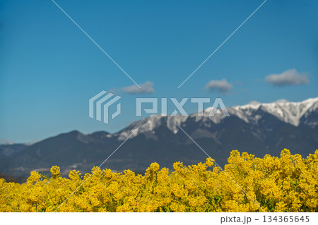 滋賀県守山市なぎさ公園で撮影した春を呼ぶ菜の花と比良連邦蓬莱山 滋賀県守山市なぎさ公園で撮影した春を呼ぶ菜の花と比良連邦蓬莱山 134365645
