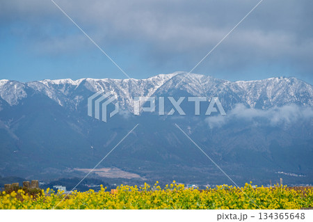 滋賀県守山市なぎさ公園で撮影した春を呼ぶ菜の花と比良連邦蓬莱山 134365648
