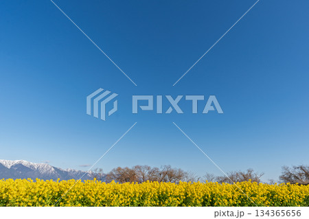 滋賀県守山市なぎさ公園で撮影した春を呼ぶ菜の花と比良連邦蓬莱山 滋賀県守山市なぎさ公園で撮影した春を呼ぶ菜の花と比良連邦蓬莱山 134365656
