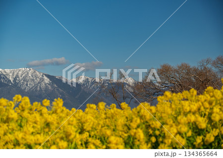 滋賀県守山市なぎさ公園で撮影した春を呼ぶ菜の花と比良連邦蓬莱山 滋賀県守山市なぎさ公園で撮影した春を呼ぶ菜の花と比良連邦蓬莱山 134365664