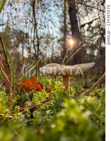 Rijkevorsel, Antwerpse Kempen, Belgium, Single mushroom under gentle backlight in mossy forest 134365678