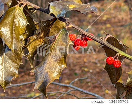Colorful Holiday Holly Decor Featuring Berries and Needles in Nature 134365701