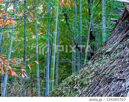 冬の孟宗竹林と茅葺屋根 134365707