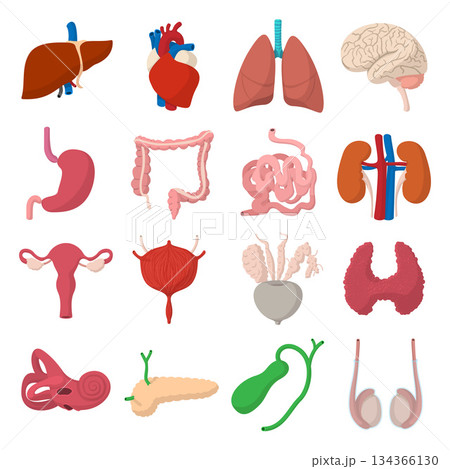 Internal organs cartoon icons Internal organs cartoon icons 134366130