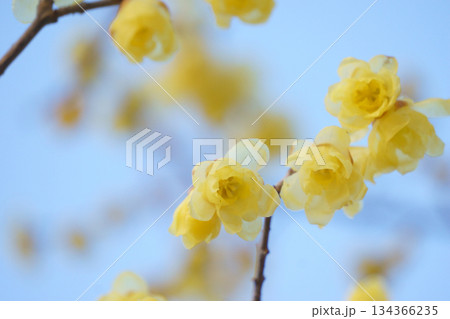 早春に咲くロウバイの花 134366235