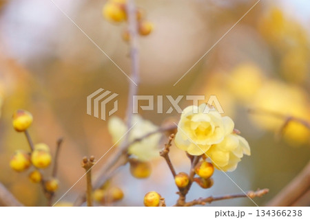 咲き始めたロウバイの花 134366238
