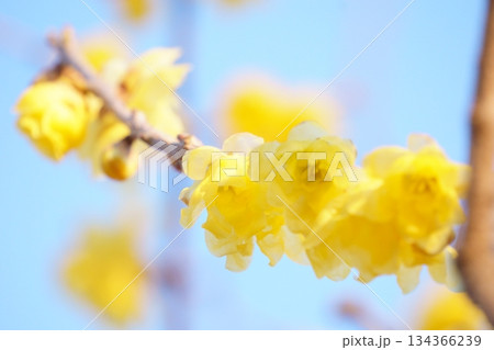 青空を背景としたロウバイ 134366239