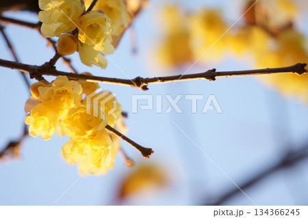 早春に咲く花　ロウバイ 134366245