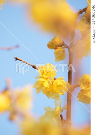 青空に映える満開のロウバイの花 134366246