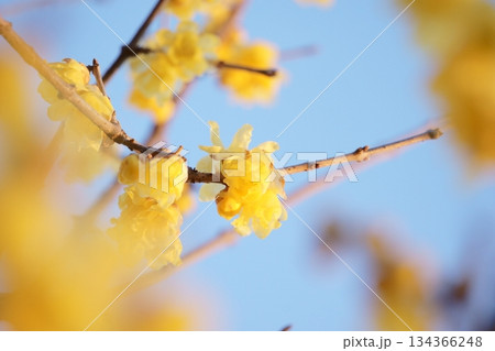 満開になった黄色いロウバイの花 134366248