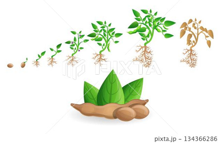 Soybean icon set, cartoon style Soybean icon set, cartoon style 134366286