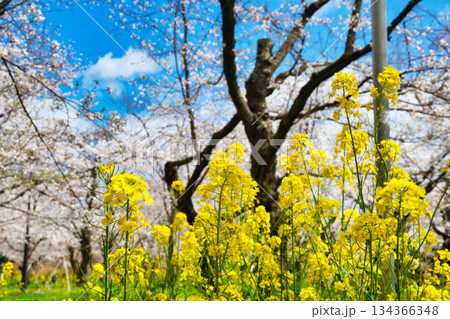 京都 平野神社 さくら苑(桜苑)(京都府京都市北区) 京都 平野神社 さくら苑(桜苑)(京都府京都市北区) 134366348