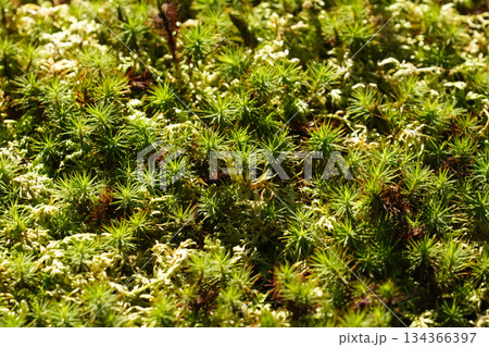 京都の寺院の庭園の苔 134366397