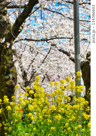 京都　平野神社　さくら苑（桜苑）（京都府京都市北区） 134366603