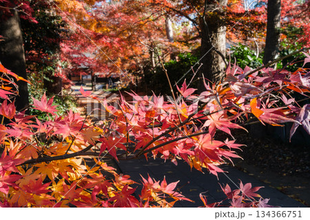 山門の紅葉 134366751