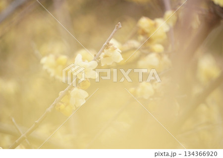 淡い黄色のぼかしを入れたロウバイの花 134366920