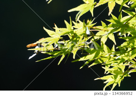 京都の寺院の青紅葉 京都の寺院の青紅葉 134366952