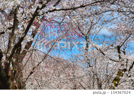 京都 平野神社 さくら苑(桜苑)(京都府京都市北区) 京都 平野神社 さくら苑(桜苑)(京都府京都市北区) 134367024