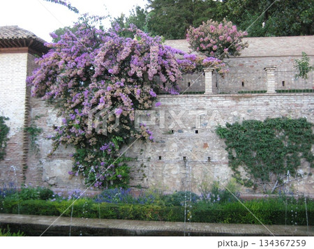 花と緑が調和したヘネラリフェの中庭 134367259