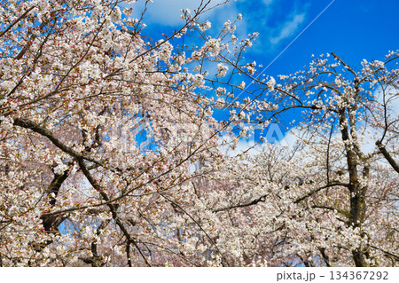 京都 平野神社 さくら苑(桜苑)(京都府京都市北区) 京都 平野神社 さくら苑(桜苑)(京都府京都市北区) 134367292