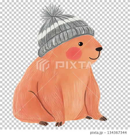 ニット帽をかぶっているカピバラ 134367344