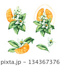 Pomelo citrus fruit watercolor hand painted 134367376