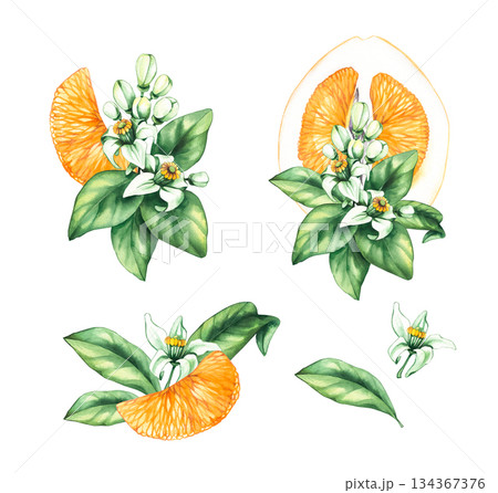 Pomelo citrus fruit watercolor hand painted 134367376