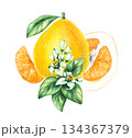 Pomelo citrus fruit watercolor hand painted 134367379