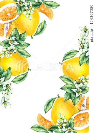 Pomelo citrus fruit watercolor hand painted 134367380