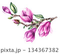 Watercolor bouquet magnolia and gold decorative illustration 134367382