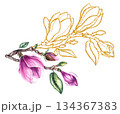 Watercolor bouquet magnolia and gold decorative illustration 134367383