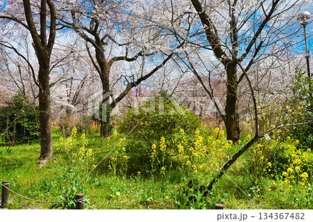 京都 平野神社 さくら苑(桜苑)(京都府京都市北区) 京都 平野神社 さくら苑(桜苑)(京都府京都市北区) 134367482