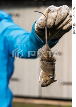 Gloved Hand Holds Dead Mouse by Tail Pest Control, Rodent Infestation, and Hygiene Concerns 134367635