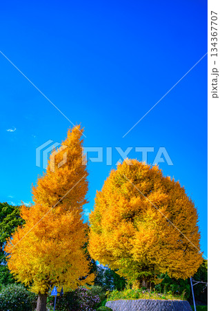 銀杏（北の丸公園） 134367707