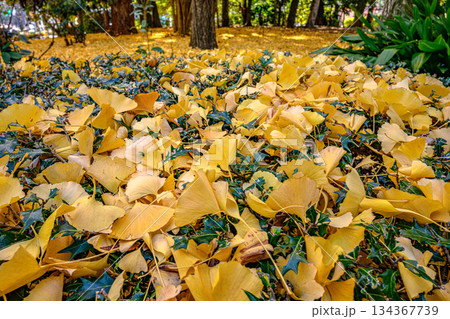 銀杏（北の丸公園） 134367739