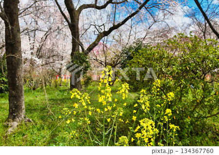 京都　平野神社　さくら苑（桜苑）（京都府京都市北区） 134367760