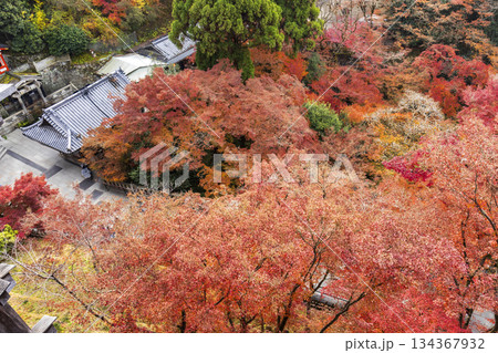 Sunrise over Sanjunoto pagoda and Kiyomizu-dera Temple in the autumn season, Kyoto, Japan 134367932