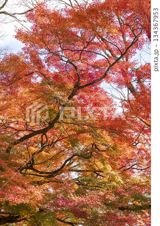 Autumn leaves of red color maple tree, fall season change 134367953