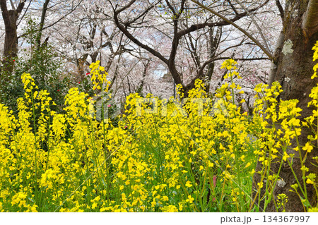 京都 平野神社 さくら苑(桜苑)(京都府京都市北区) 京都 平野神社 さくら苑(桜苑)(京都府京都市北区) 134367997