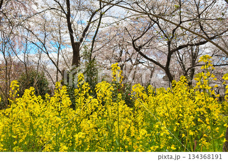 京都 平野神社 さくら苑(桜苑)(京都府京都市北区) 京都 平野神社 さくら苑(桜苑)(京都府京都市北区) 134368191