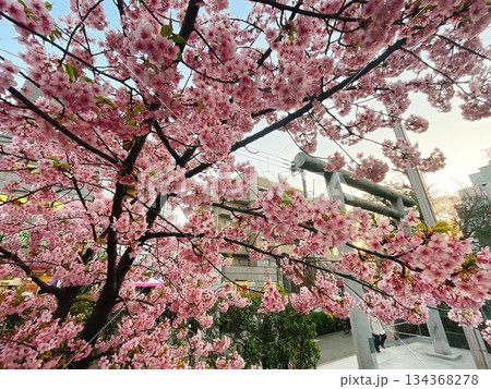 東京都世田谷区 桜神宮 満開の河津桜 東京都世田谷区 桜神宮 満開の河津桜 134368278