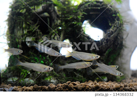 群れの野生メダカ 134368332