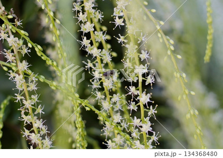 オカワカメの花 白い花 アカザカズラ 長い花穂 白く小さ花が集まり穂のように咲くオカワカメの花 オカワカメの花 白い花 アカザカズラ 長い花穂 白く小さ花が集まり穂のように咲くオカワカメの花 134368480